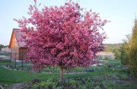 Самая декоративная яблоня — пурпурная красавица яблоня Недзвецкого, описание сорта