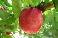 Как называется персик, скрещенный со сливой — памятка начинающему садоводу