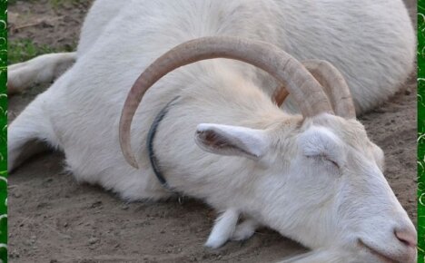Проявления болезни кетоз у козы и эффективное лечение
