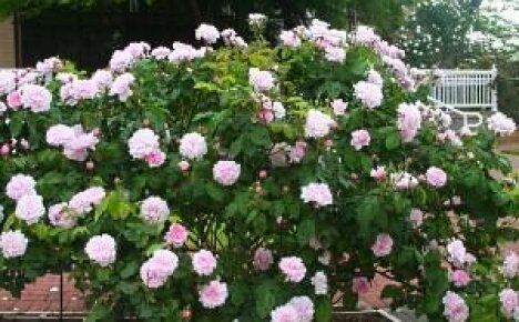 Канадские розы – нетребовательные красавицы сада