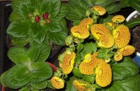 Кальцеолярия — выращивание из семян от посева до пикировки