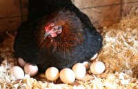 Какие яйца класть под наседку, сколько и как узнать клушу среди несушек