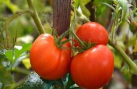 Каким урожаем порадует томат Колхозный урожайный