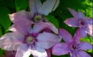 Красивый дачный цветок — клематис (видео)