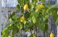 Как вырастить лимон дома — комнатные цитрусовые из саженца и косточки