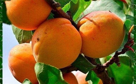 Самый красивый абрикос Маньчжурский удивит не только внешним видом