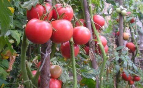 Высокоурожайный томат Верлиока Плюс покоряет сердца земледельцев