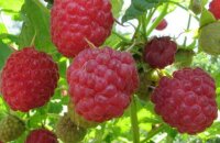 Ароматными ягодами порадует малина Барнаульская, описание сорта