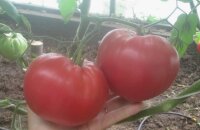 Крупный, сладкий и урожайный томат Гордость Грайтмара