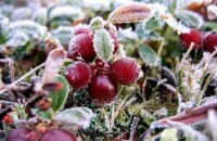 Если ягоды «достал» мороз — можно ли собирать бруснику после заморозков