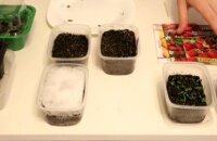 Как вырастить клубнику из семян: когда и как сеять, как подготовить семена