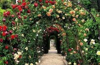 Несколько слов о посадке и уходе за вьющимися розами