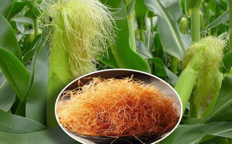 Лечебные свойства кукурузных рылец и противопоказания к их применению