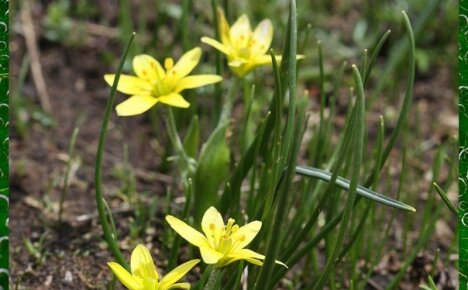 Ранней весной радует нас яркими цветами гусиный лук (желтый подснежник)