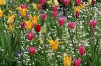 Тюльпаны лилиецветные — самые изящные весенние цветы