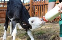 Советы опытных животноводов — как кормить теленка, если нет молока