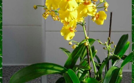 Орхидея онцидиум – экзотическая «танцующая куколка» на подоконнике