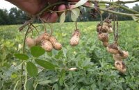Особенности плодоношения арахиса: как растет культура