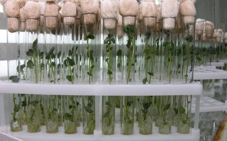 Клонирование растений — современный подход к вегетативному размножению