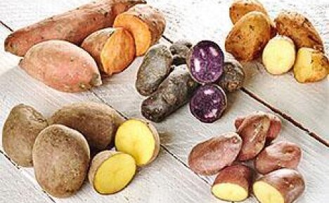 Виды картофеля: известные, полезные и  не очень