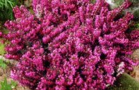 Эрика розовая меритон — как выглядит и как выращивать