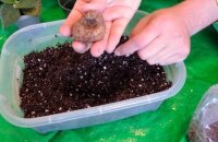 Как посадить глоксинию: выбираем горшок и почву