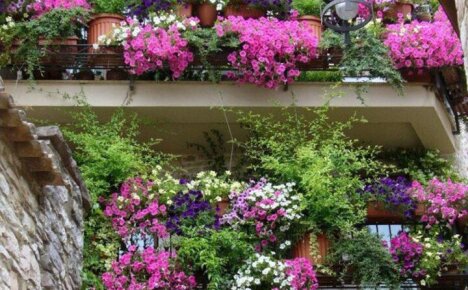 Лучшие балконные цветы для солнечной стороны