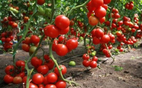 Сорта помидоров для теплиц