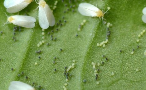 Как избавиться от симпатичного вредителя растений белокрылки