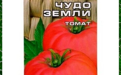 Выбираем и выращиваем томат Чудо земли на своих дачных грядках