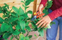 Как обрезать апельсиновое дерево в домашних условиях — четыре правила формирования кроны