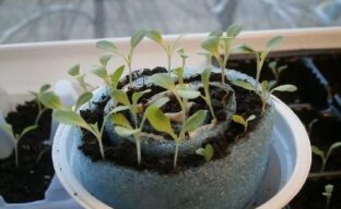 Интересный и практичный метод выращивания петунии без пикировки