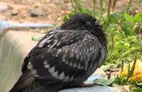 Краткая памятка для голубевода — болезни голубей и их симптомы