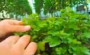 Выращивание рассады хризантем в пластиковых формах — видео