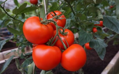 Где сорт помидор Полбиг даст самый высокий урожай и в чем его особенность