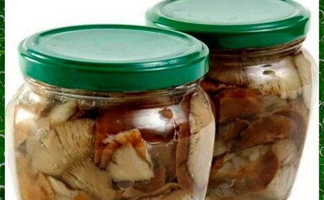 Простые рецепты приготовления вкусных маринованных степных грибов