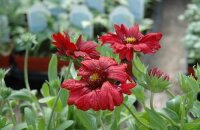 Гайлардия Бургунди: очаровательные красные ромашки для вашего сада