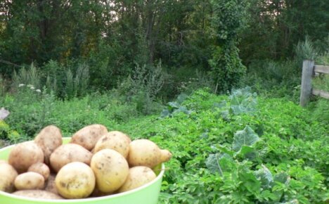 Где можно выращивать сорт картофеля Венета и через сколько дней собирают урожай
