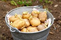Как сажать картошку: подготовка почвы и клубней, особенности высадки