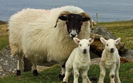 Породы овец для домашнего содержания