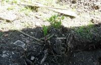 Как избавиться от корней ирги на участке — освобождаем место для посадок
