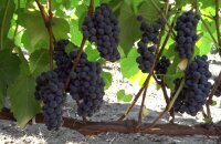 Самый зимостойкий сорт винограда — Вэлиант, богатый аромат в каждой сочной ягодке
