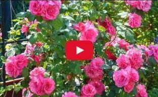 Розы: посадка, обрезка, размножение (видео)