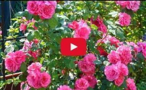 Розы: посадка, обрезка, размножение (видео)