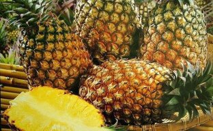 Как выращивают ананас на плантациях Коста-Рики?