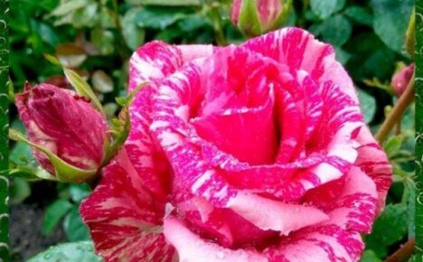 Экстравагантное украшение сада удивительно красивая роза Пинк Интуишн