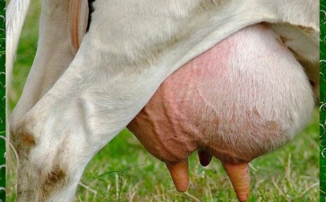 5 распространенных болезней вымени у коров и их лечение