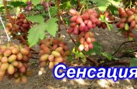 Один из самых вкусных ранних гибридов — виноград Сенсация, описание сорта
