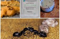 Отрава для муравьев из борной кислоты: рецепты смертельного угощения