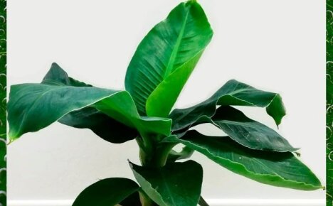 Выращиваем экзотичное банановое дерево в домашних условиях